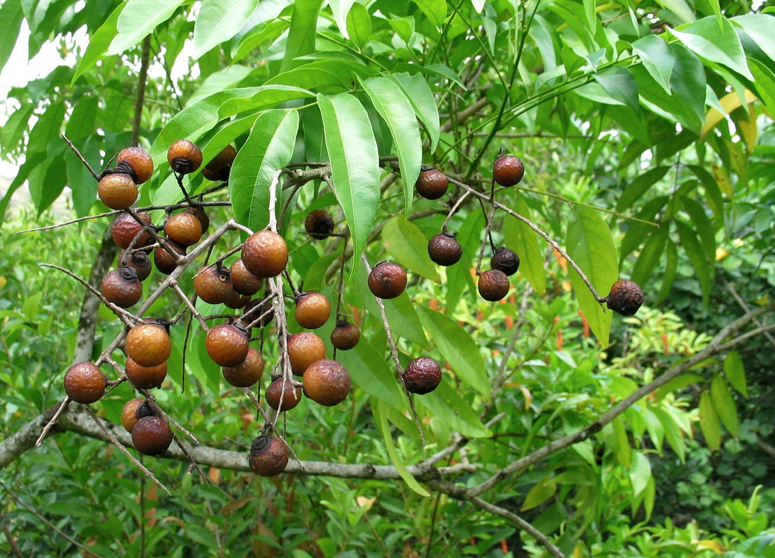 What the heck are Soap Nut Berries?